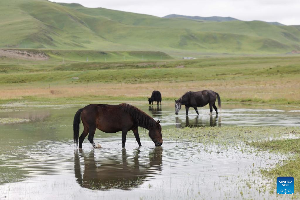 Pic story of shepherd family in NW China