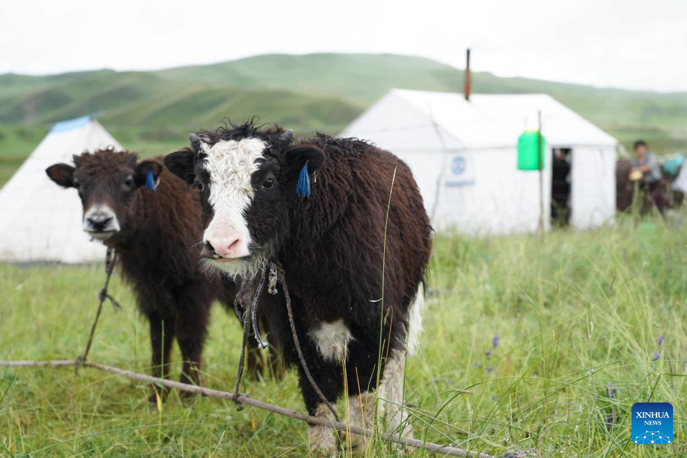 Pic story of shepherd family in NW China