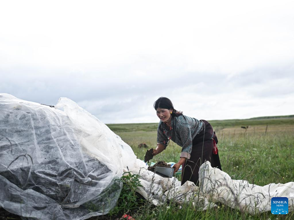 Pic story of shepherd family in NW China