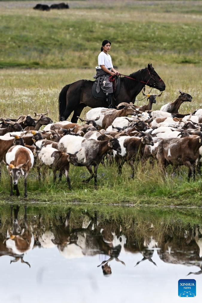 Pic story of shepherd family in NW China