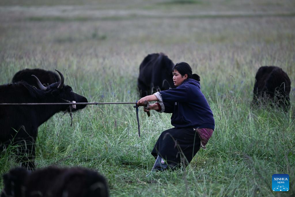 Pic story of shepherd family in NW China