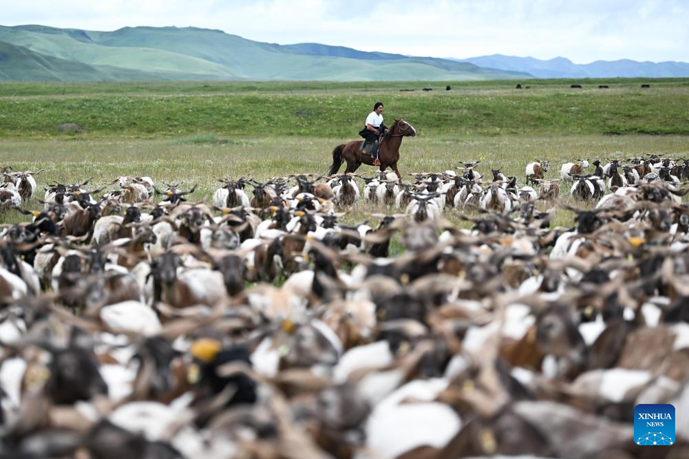 Pic story of shepherd family in NW China