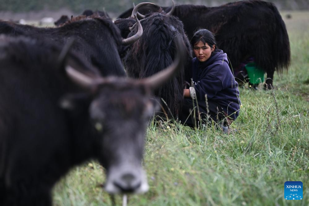 Pic story of shepherd family in NW China