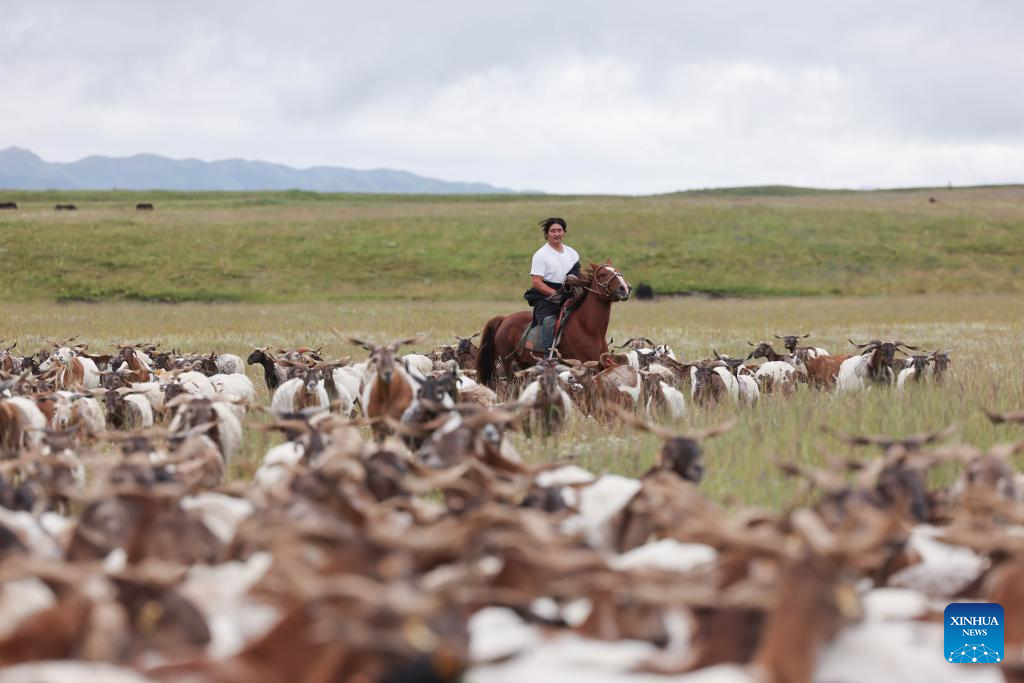 Pic story of shepherd family in NW China