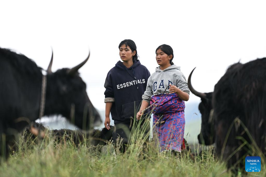 Pic story of shepherd family in NW China