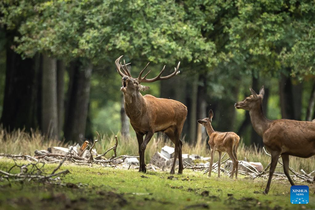 In pics: deer in Rambouillet forest near Paris