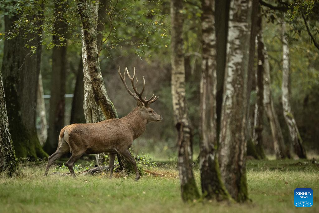 In pics: deer in Rambouillet forest near Paris