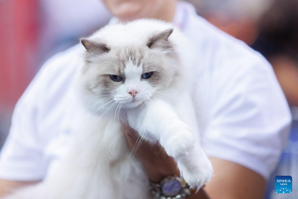 Mediterranean Cat Show held in Croatia