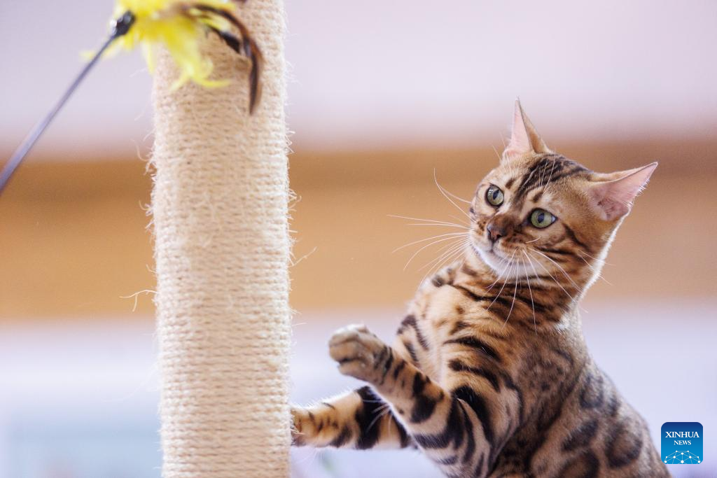 Mediterranean Cat Show held in Croatia