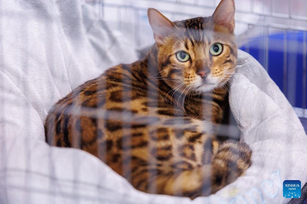 Mediterranean Cat Show held in Croatia