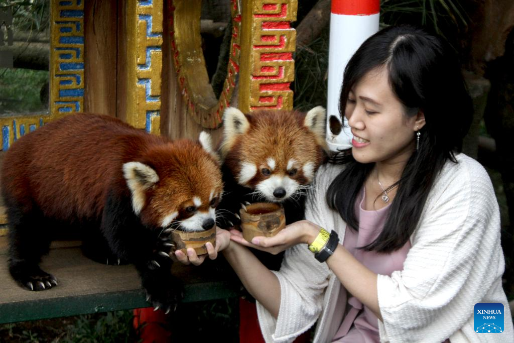 Red pandas seen at zoo in Indonesia