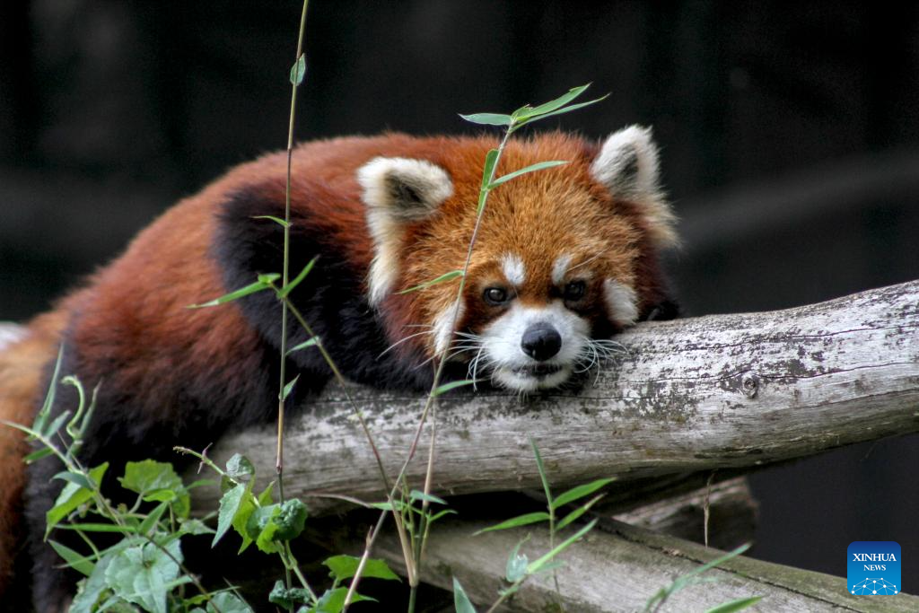 Red pandas seen at zoo in Indonesia