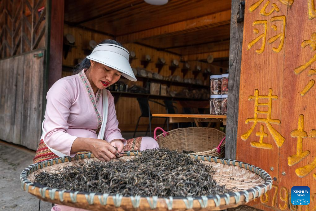 In pics: first tea culture world heritage in China's Yunnan