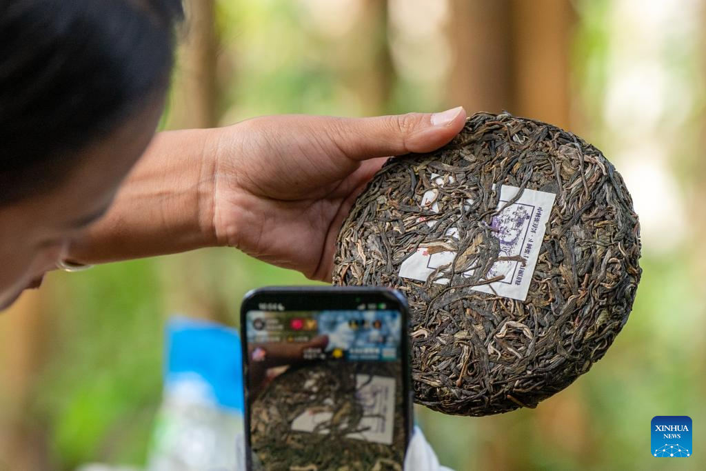 In pics: first tea culture world heritage in China's Yunnan
