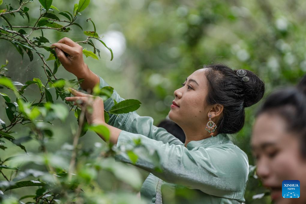 In pics: first tea culture world heritage in China's Yunnan