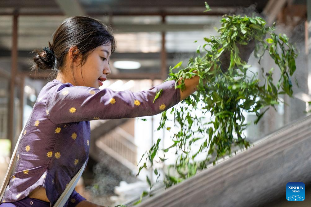 In pics: first tea culture world heritage in China's Yunnan