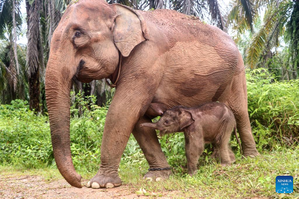 Daily life of female baby Sumatran elephant in Aceh Barat district of Aceh Province, Indonesia