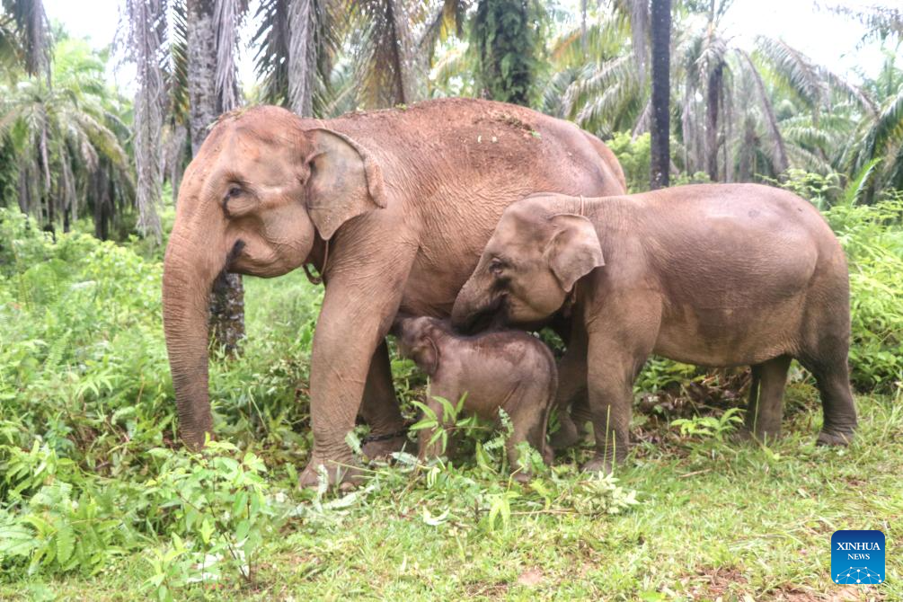 Daily life of female baby Sumatran elephant in Aceh Barat district of Aceh Province, Indonesia