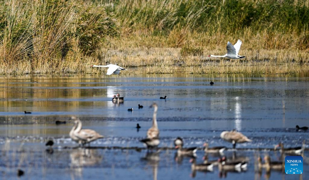 Migratory birds seen at Ulan Suhai Lake in north China
