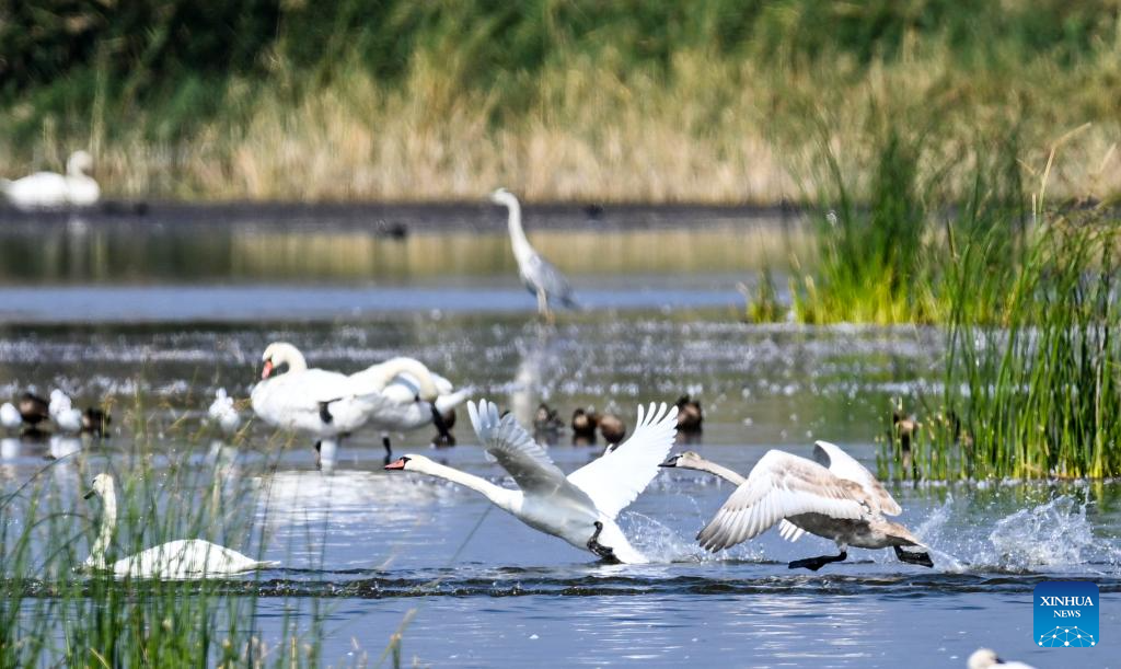 Migratory birds seen at Ulan Suhai Lake in north China