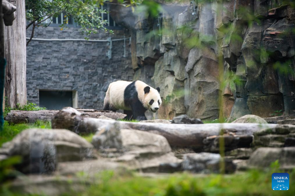 In pics: 2nd pair of pandas of opposite genders to grace Wuhan