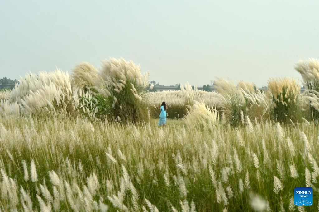 People enjoy Kans Grass flowers in Dhaka, Bangladesh