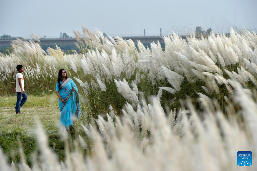 People enjoy Kans Grass flowers in Dhaka, Bangladesh