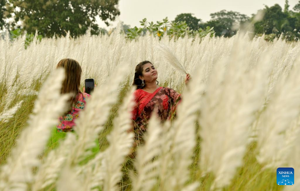 People enjoy Kans Grass flowers in Dhaka, Bangladesh