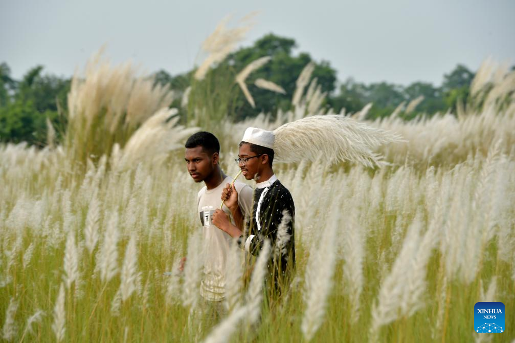 People enjoy Kans Grass flowers in Dhaka, Bangladesh