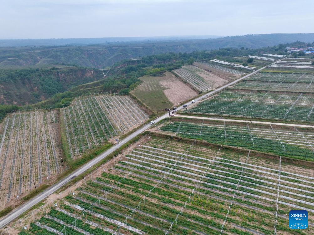 20,000 hectares of apples enter harvest season in Yichuan County, NW China
