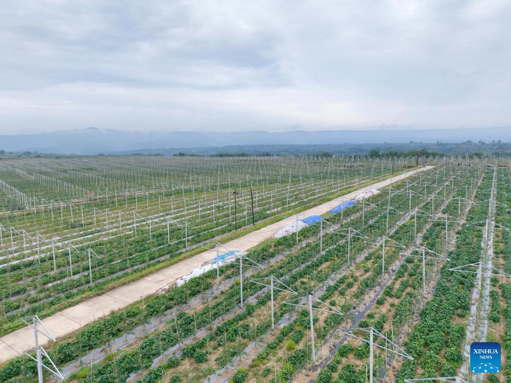 20,000 hectares of apples enter harvest season in Yichuan County, NW China