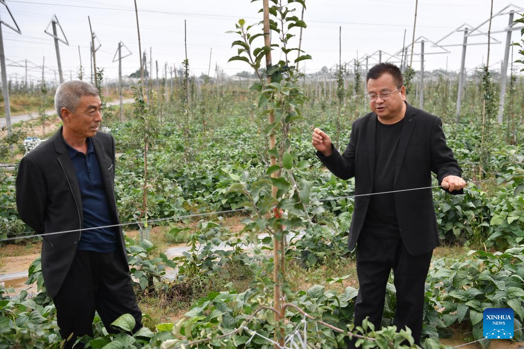 20,000 hectares of apples enter harvest season in Yichuan County, NW China