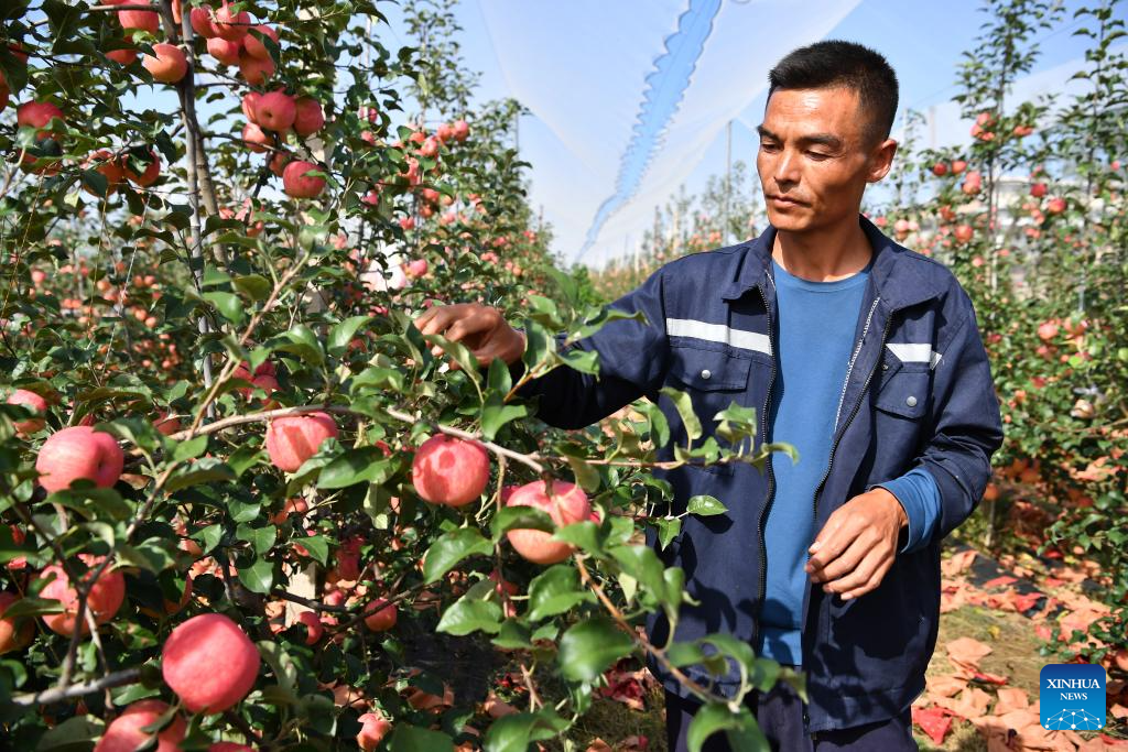 20,000 hectares of apples enter harvest season in Yichuan County, NW China