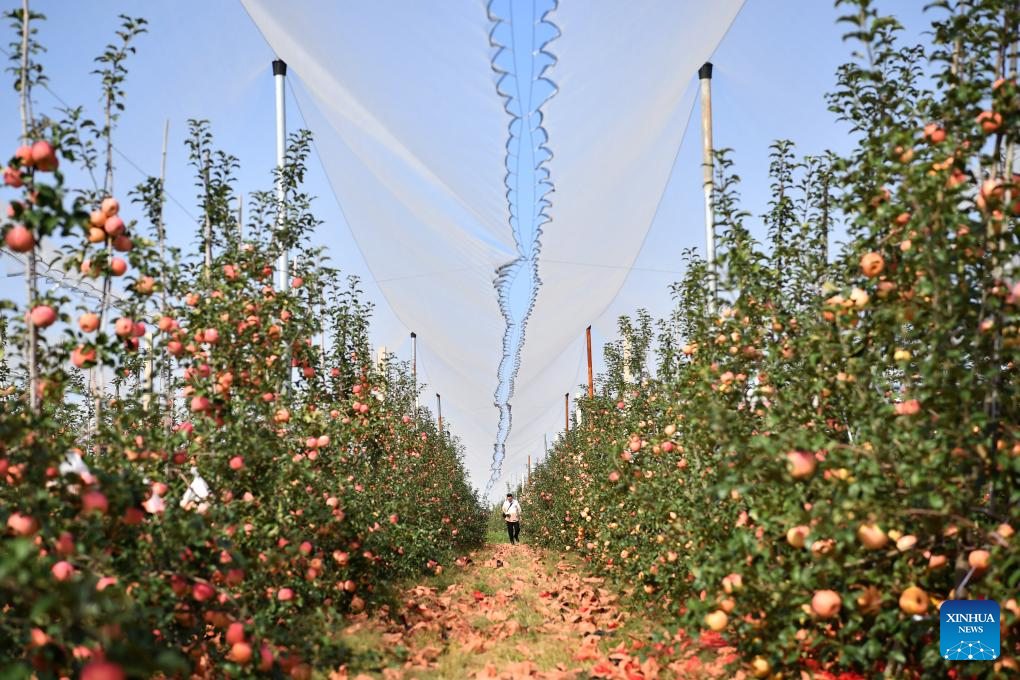 20,000 hectares of apples enter harvest season in Yichuan County, NW China