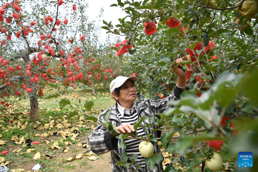 20,000 hectares of apples enter harvest season in Yichuan County, NW China