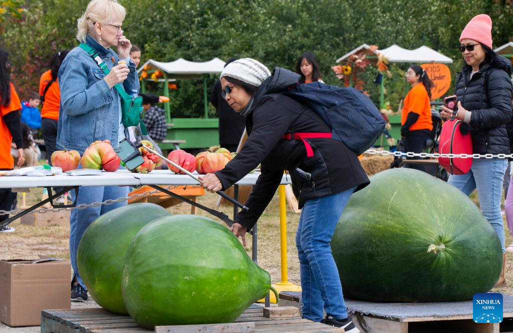 Giant pumpkin contest held in Ontario, Canada