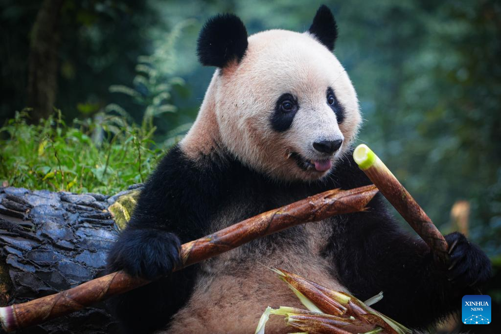 Giant panda Xiang Xiang meets public in Ya'an, SW China's Sichuan