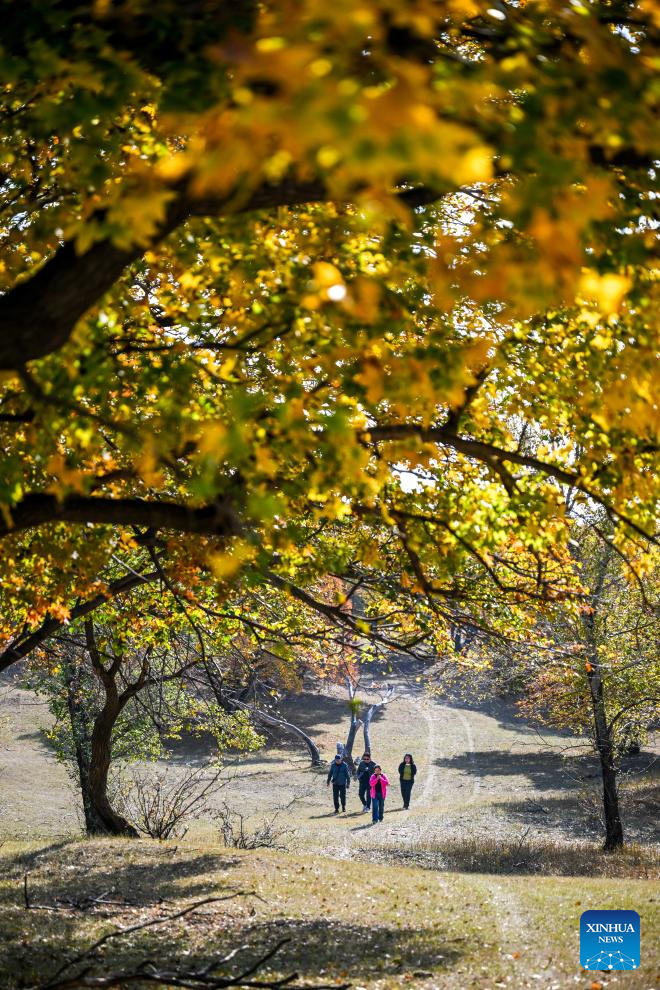 Autumn scenery of forest park in N China's Inner Mongolia