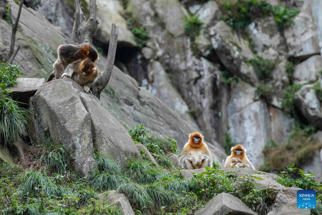 Sichuan golden snub-nosed monkeys seen at Yuhe area of Giant Panda National Park in NW China