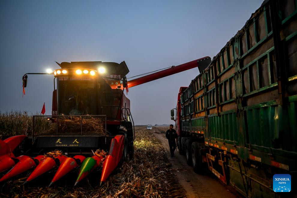 Grains in harvest season in Tongliao City, N China's Inner Mongolia