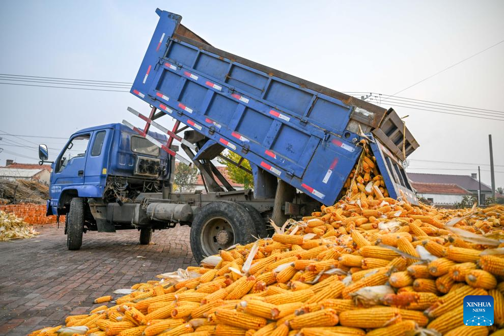 Grains in harvest season in Tongliao City, N China's Inner Mongolia