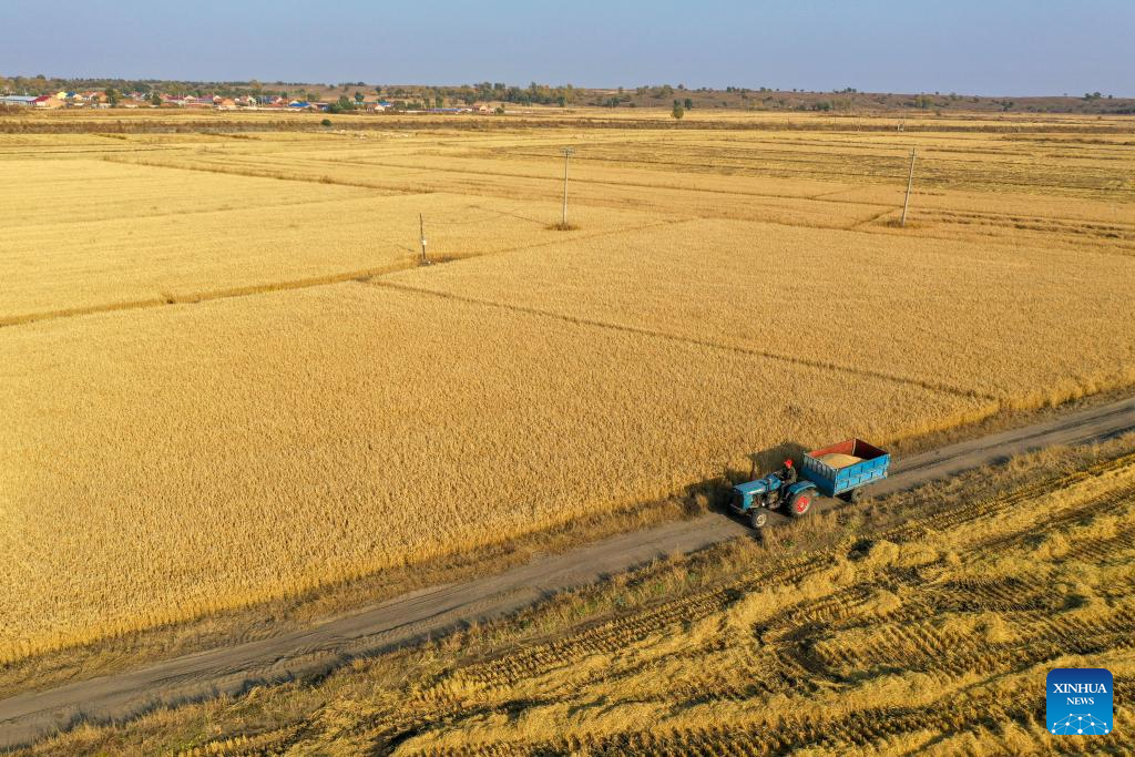 Grains in harvest season in Tongliao City, N China's Inner Mongolia