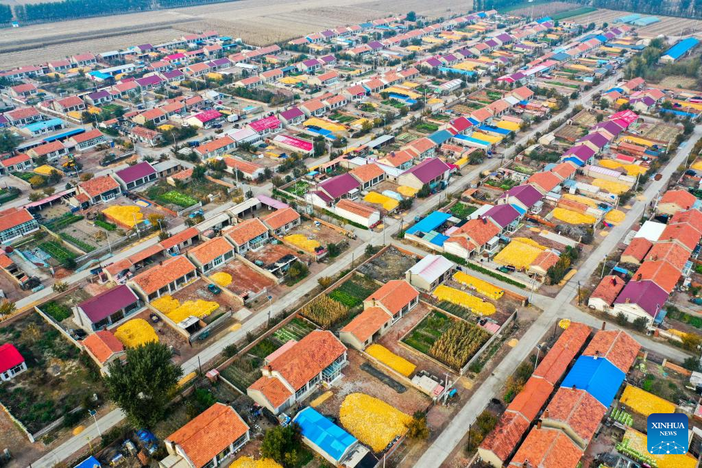 Grains in harvest season in Tongliao City, N China's Inner Mongolia