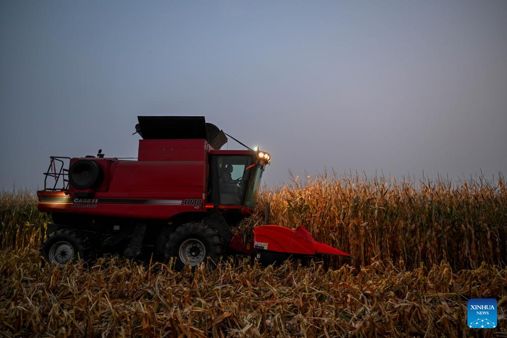 Grains in harvest season in Tongliao City, N China's Inner Mongolia