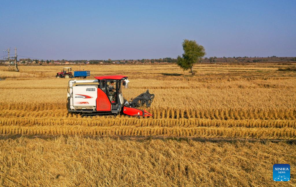Grains in harvest season in Tongliao City, N China's Inner Mongolia