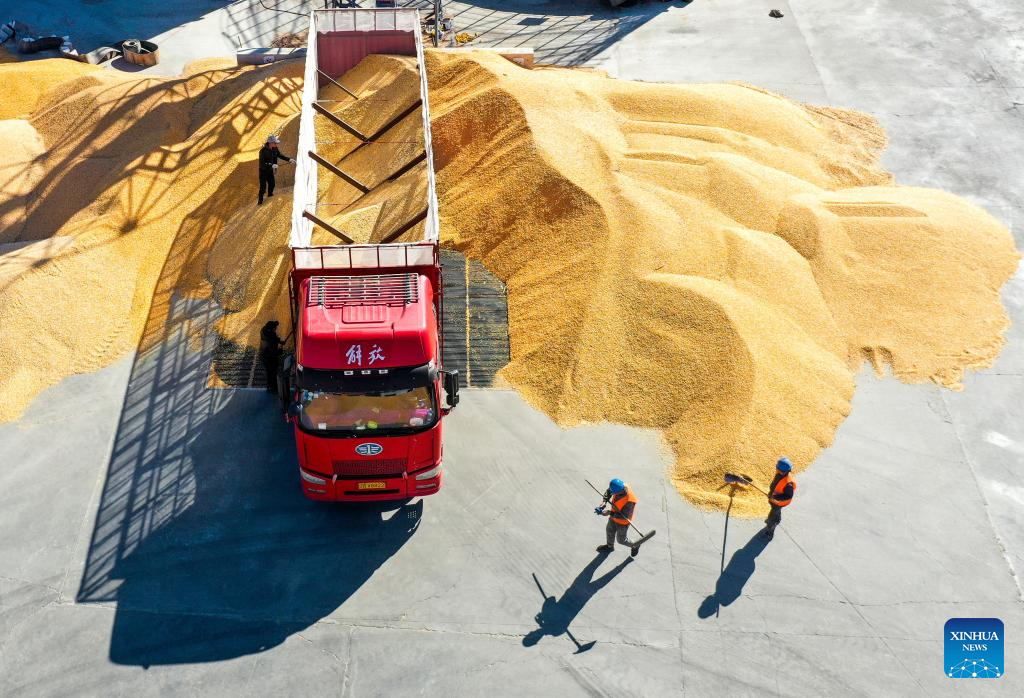 Grains in harvest season in Tongliao City, N China's Inner Mongolia