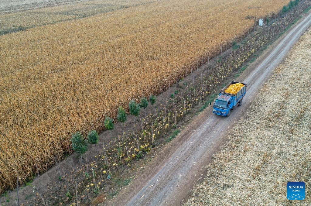 Grains in harvest season in Tongliao City, N China's Inner Mongolia