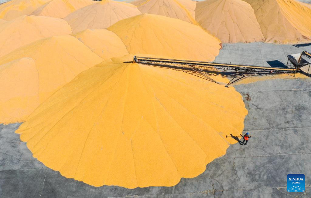 Grains in harvest season in Tongliao City, N China's Inner Mongolia