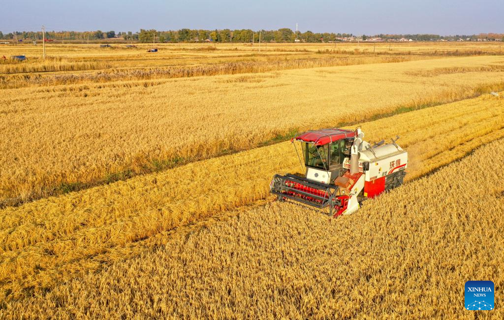 Grains in harvest season in Tongliao City, N China's Inner Mongolia