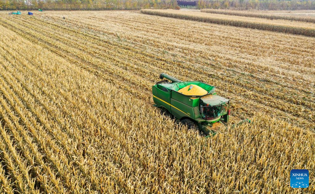 Grains in harvest season in Tongliao City, N China's Inner Mongolia